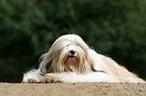TERRIER DU TIBET 214